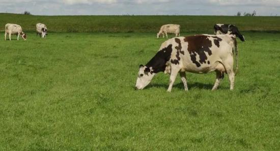 Plans to give NLDB farms for India-Sri Lanka JV